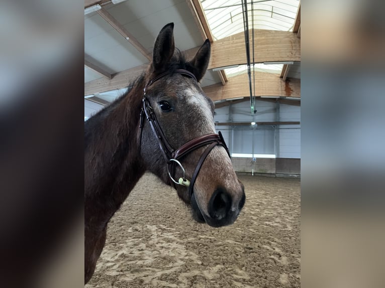 Mecklenburg Warmblood Gelding 3 years 16 hh Grey in Redefin