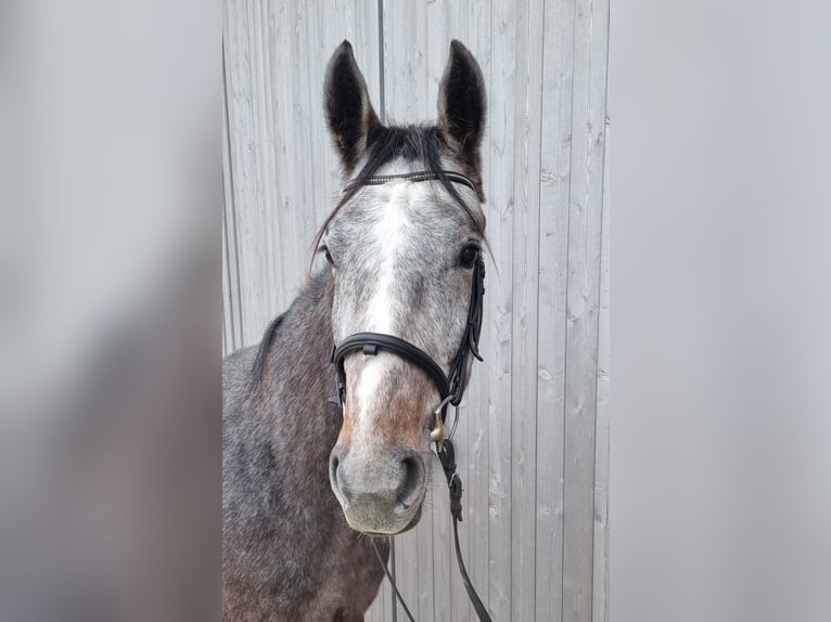 Mecklenburg Warmblood Gelding 3 years 16,1 hh Grey in Neupotz