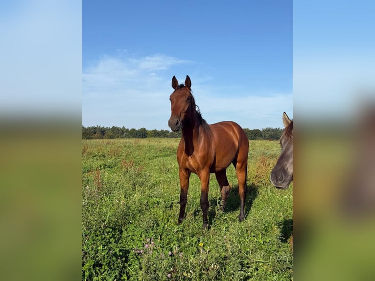 Mecklenburg Warmblood Gelding 3 years 17.2 hh Brown in Damm