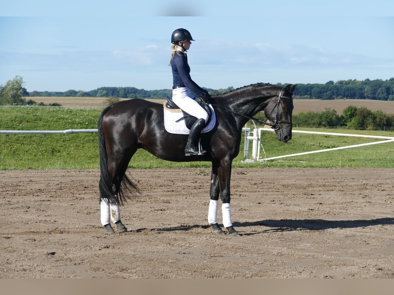 Mecklenburg Warmblood Gelding 3 years 17 hh Black in Ganschow