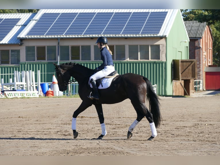 Mecklenburg Warmblood Gelding 3 years 17 hh Black in Ganschow