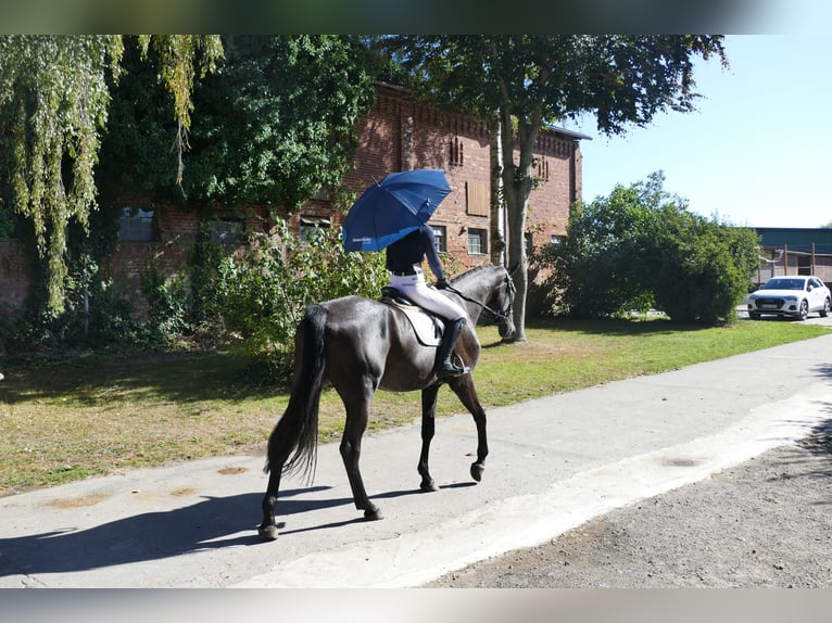 Mecklenburg Warmblood Gelding 3 years 17 hh Black in Ganschow