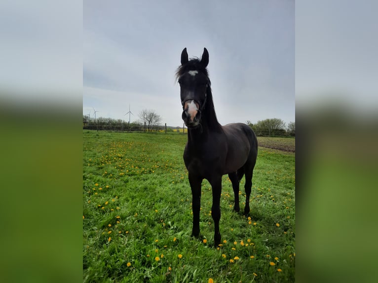 Mecklenburg Warmblood Gelding 3 years Smoky-Black in Hohenkirchen / OT Manderow