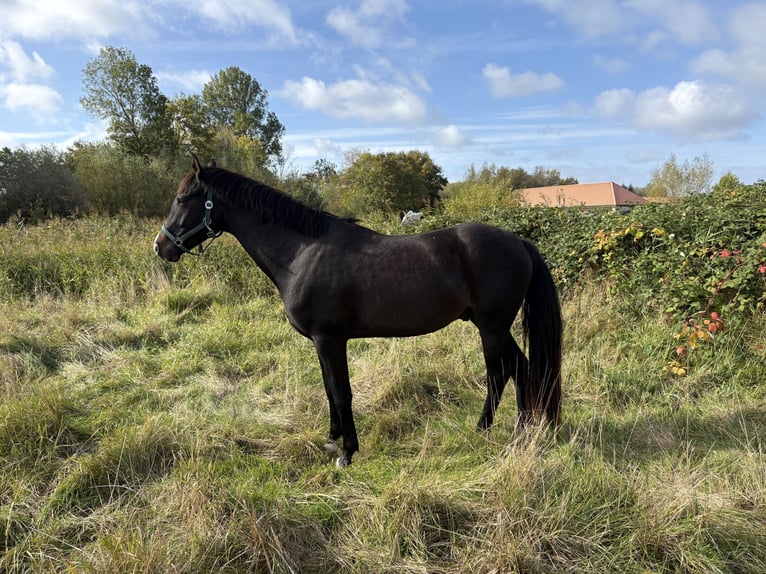 Mecklenburg Warmblood Gelding 3 years Smoky-Black in Hohenkirchen / OT Manderow