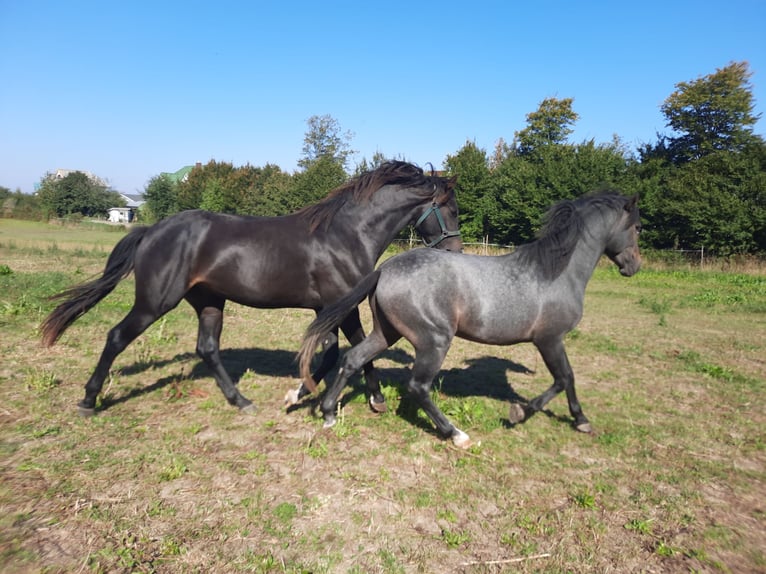 Mecklenburg Warmblood Gelding 3 years Smoky-Black in Hohenkirchen / OT Manderow