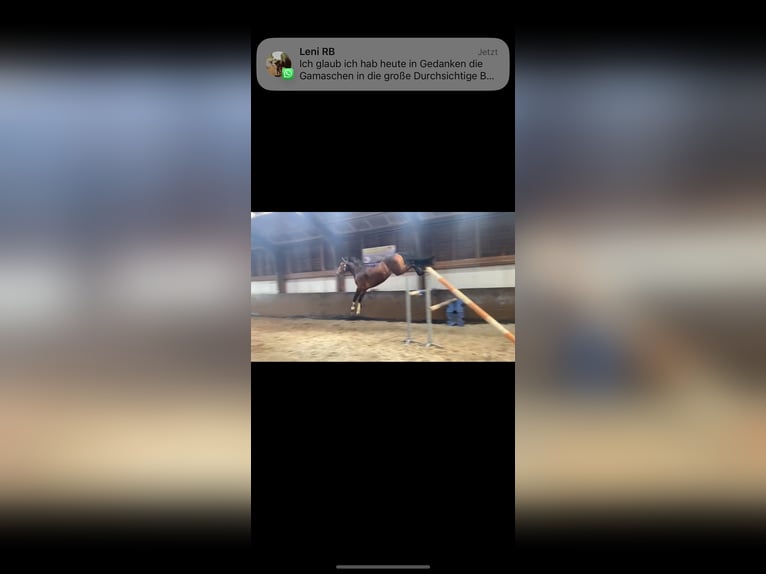 Mecklenburg Warmblood Gelding 4 years 15,2 hh Brown in Kaarst Mecklenburg Warmblood Gelding 4 years 15,2 hh Brown in Kaarst