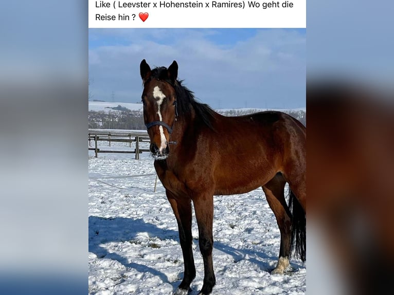 Mecklenburg Warmblood Gelding 4 years 16,1 hh Brown in Münstermaifeld