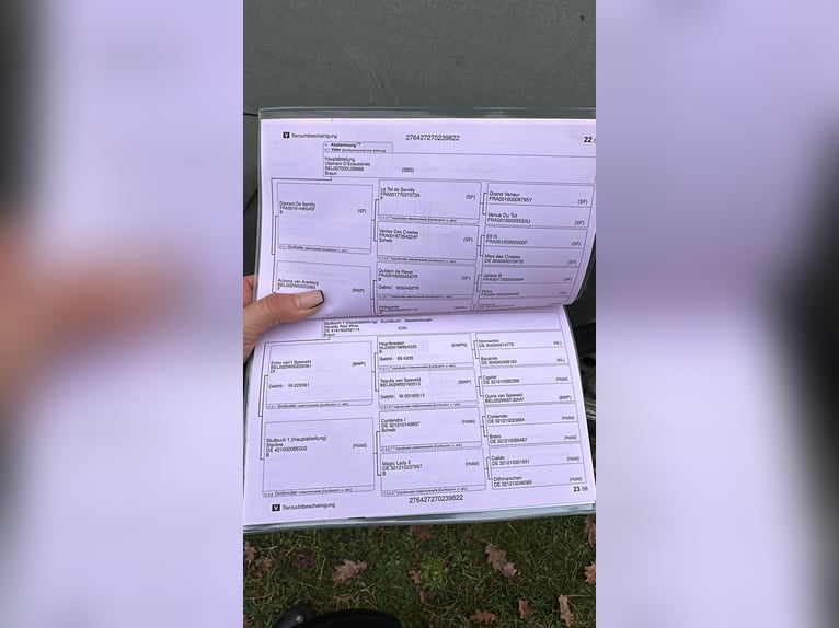 Mecklenburg Warmblood Gelding 4 years 16.1 hh Brown in Grimmen