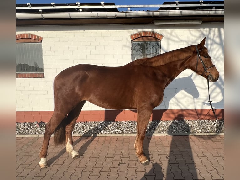 Mecklenburg Warmblood Gelding 4 years 16.3 hh Chestnut-Red in Insel Poel