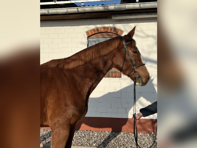 Mecklenburg Warmblood Gelding 4 years 16.3 hh Chestnut-Red in Insel Poel