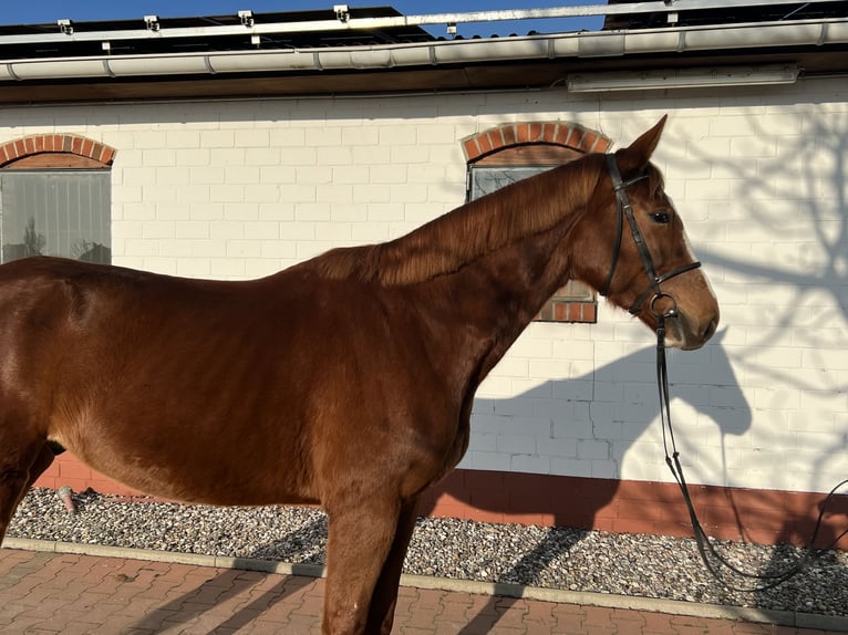 Mecklenburg Warmblood Gelding 4 years 16.3 hh Chestnut-Red in Insel Poel