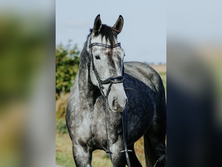 Mecklenburg Warmblood Gelding 4 years 16,3 hh Gray-Dapple in Oberkrämer