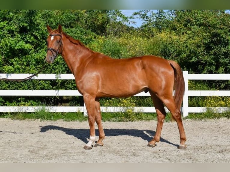 Mecklenburg Warmblood Gelding 4 years 16 hh Chestnut-Red in Seebad Bansin