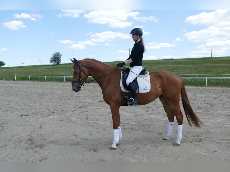 Mecklenburg Warmblood Gelding 4 years 16,2 hh Chestnut-Red in Ganschow