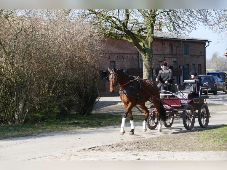 Mecklenburg Warmblood Gelding 4 years 17.1 hh  in Güstrow
