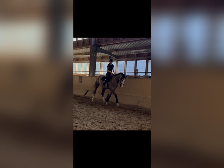 Mecklenburg Warmblood Gelding 4 years 17.1 hh Grey-Dapple in Cottbus