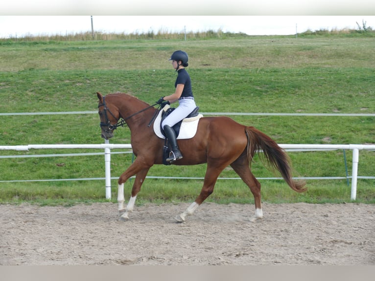 Mecklenburg Warmblood Gelding 4 years 17 hh Chestnut-Red in Ganschow