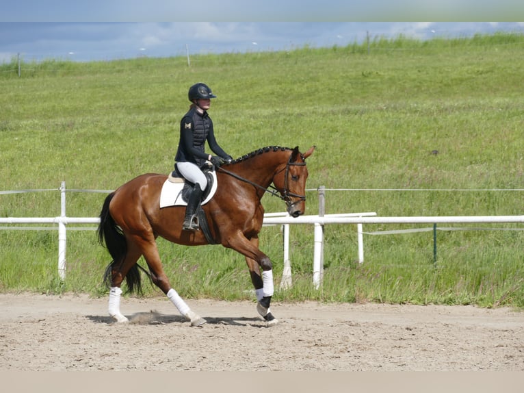 Mecklenburg Warmblood Gelding 4 years 17,1 hh Brown in Ganschow