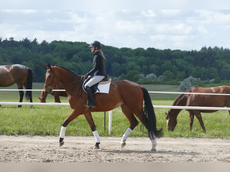 Mecklenburg Warmblood Gelding 4 years 17,1 hh Brown in Ganschow