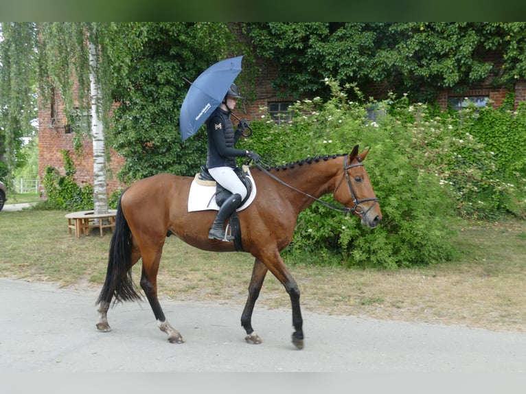 Mecklenburg Warmblood Gelding 4 years 17,1 hh Brown in Ganschow