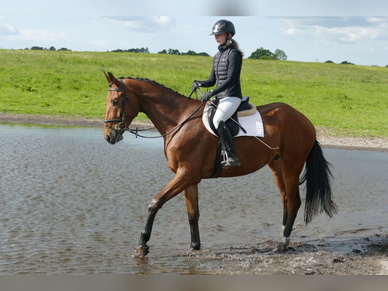 Mecklenburg Warmblood Gelding 4 years 17,1 hh Brown in Ganschow