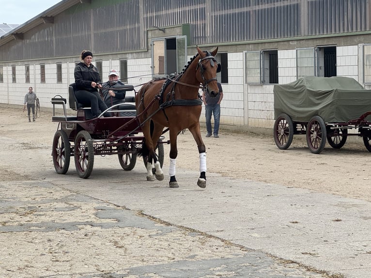 Mecklenburg Warmblood Gelding 4 years 17,1 hh Brown in Ganschow