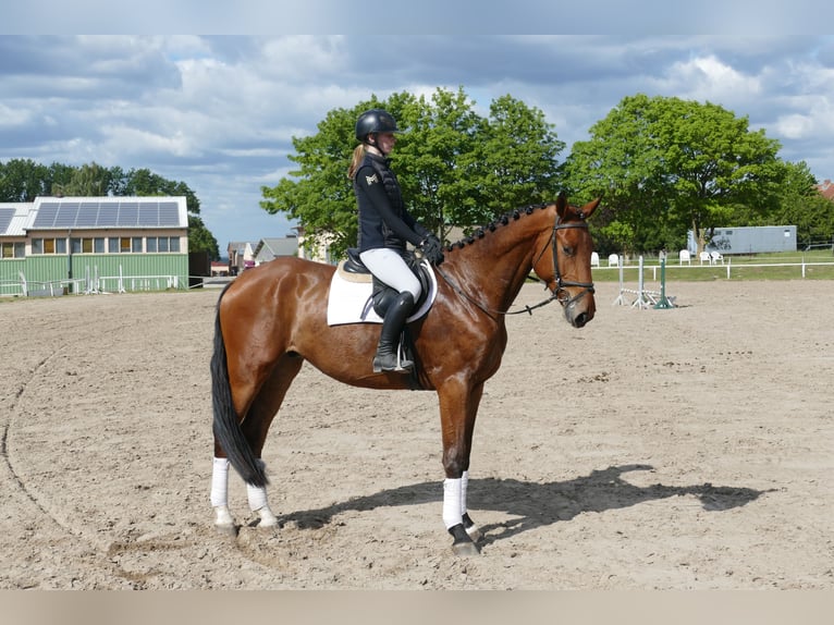 Mecklenburg Warmblood Gelding 4 years 17,1 hh Brown in Ganschow