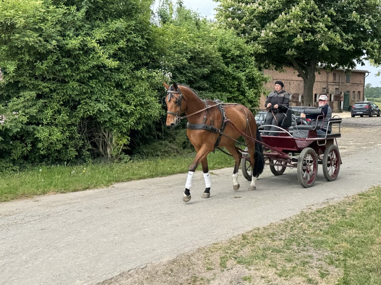 Mecklenburg Warmblood Gelding 4 years 17,1 hh Brown in Ganschow