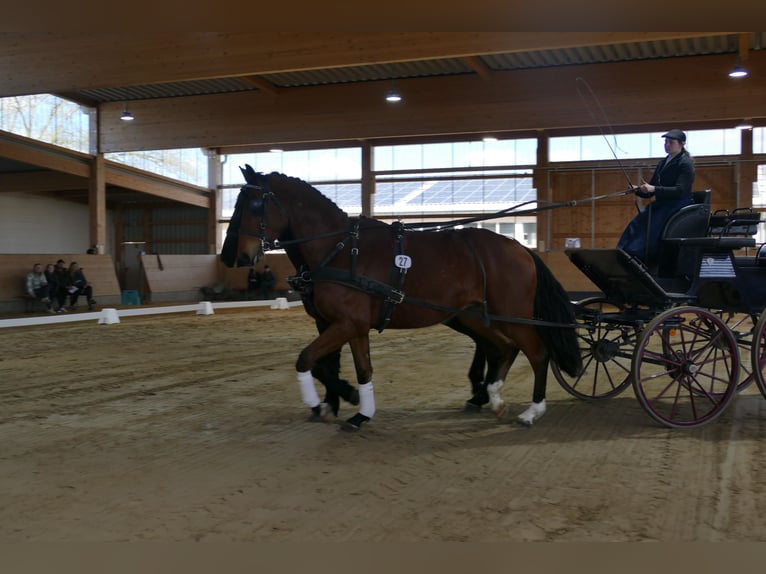 Mecklenburg Warmblood Gelding 4 years 17,1 hh Brown in Ganschow