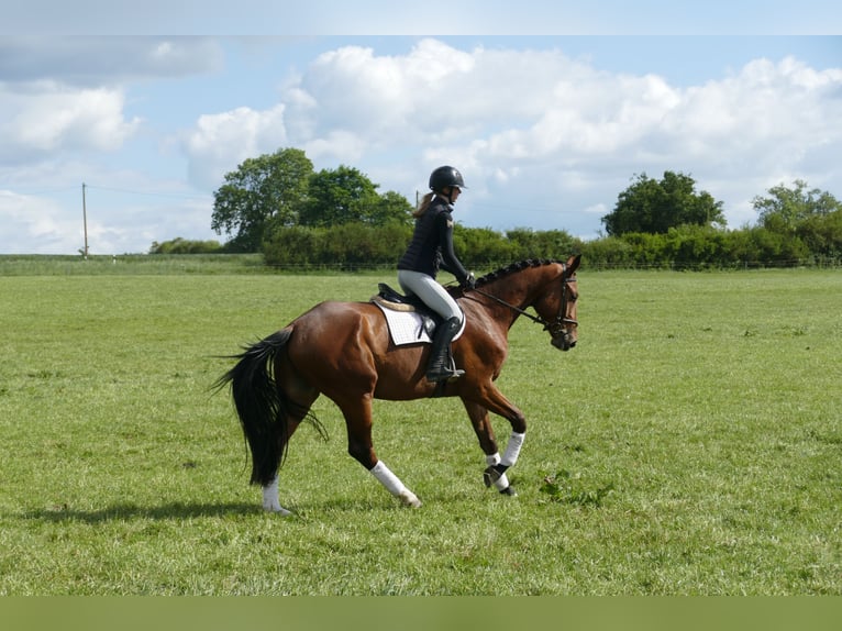 Mecklenburg Warmblood Gelding 4 years 17,1 hh Brown in Ganschow