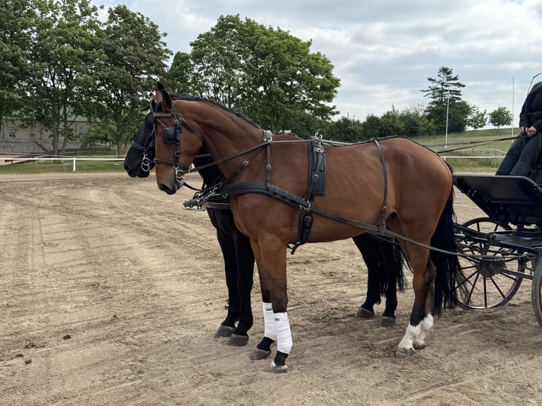 Mecklenburg Warmblood Gelding 4 years 17,1 hh Brown in Ganschow