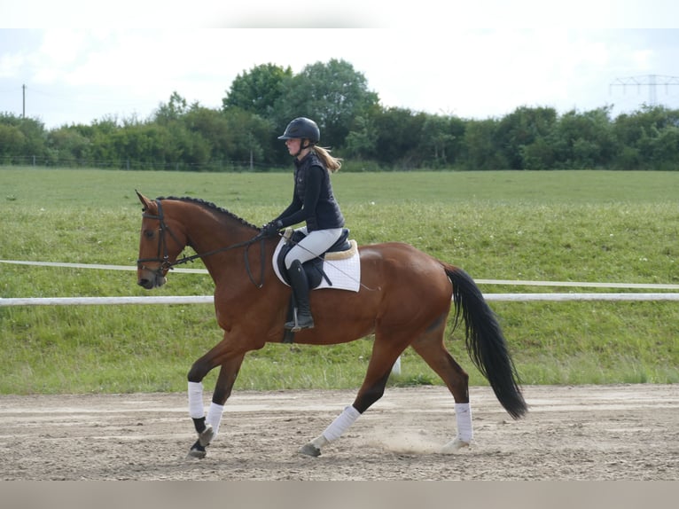 Mecklenburg Warmblood Gelding 4 years 17,1 hh Brown in Ganschow