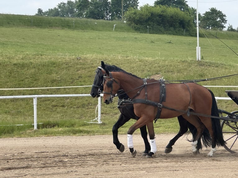 Mecklenburg Warmblood Gelding 4 years 17,1 hh Brown in Ganschow