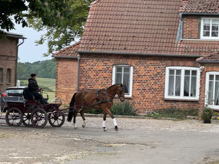 Mecklenburg Warmblood Gelding 4 years 17,1 hh Brown in Ganschow
