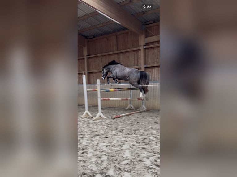 Mecklenburg Warmblood Gelding 4 years 17,1 hh Grey-Dapple in Cottbus