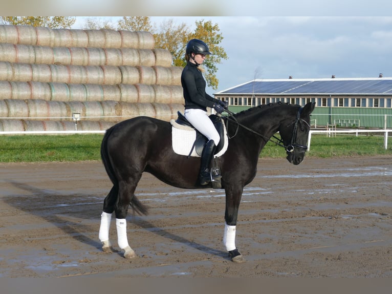 Mecklenburg Warmblood Gelding 5 years 15,2 hh Black in Ganschow