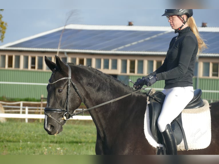 Mecklenburg Warmblood Gelding 5 years 15,2 hh Black in Ganschow