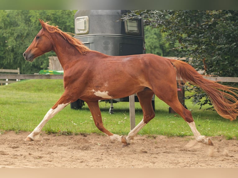 Mecklenburg Warmblood Gelding 5 years 15.2 hh Brown in Jesendorf