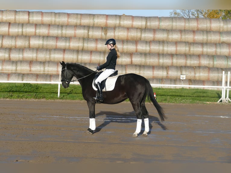 Mecklenburg Warmblood Gelding 5 years 15,2 hh Black in Ganschow