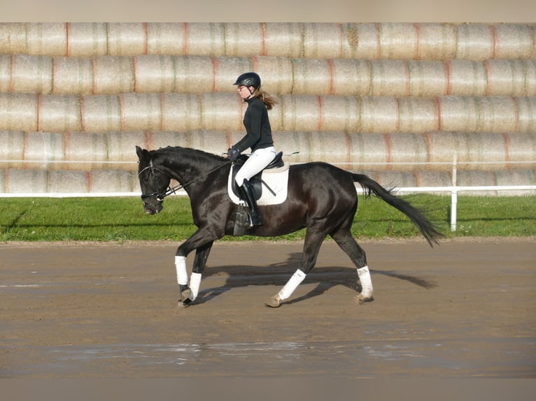 Mecklenburg Warmblood Gelding 5 years 15,2 hh Black in Ganschow