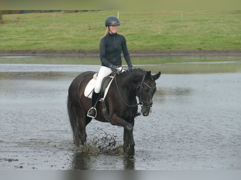 Mecklenburg Warmblood Gelding 5 years 15,2 hh Black in Ganschow