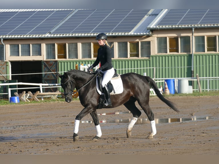 Mecklenburg Warmblood Gelding 5 years 15,2 hh Black in Ganschow