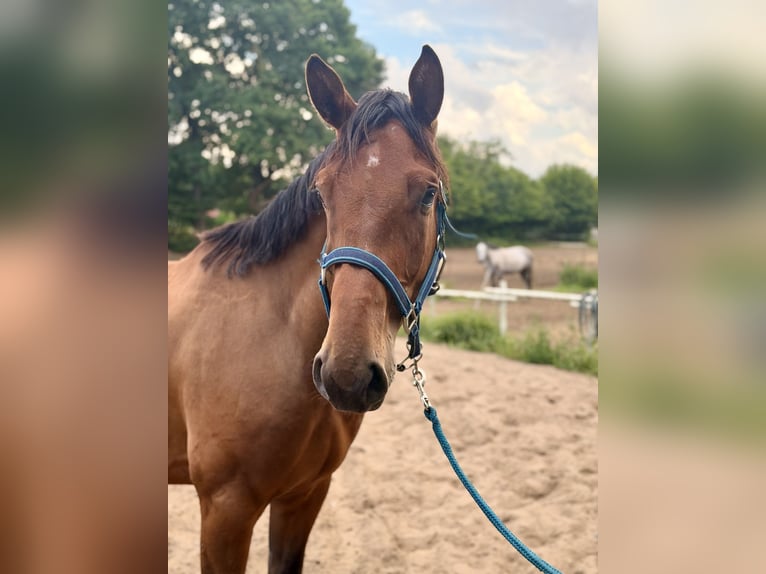 Mecklenburg Warmblood Gelding 5 years 16.1 hh Bay-Dark in Palingen