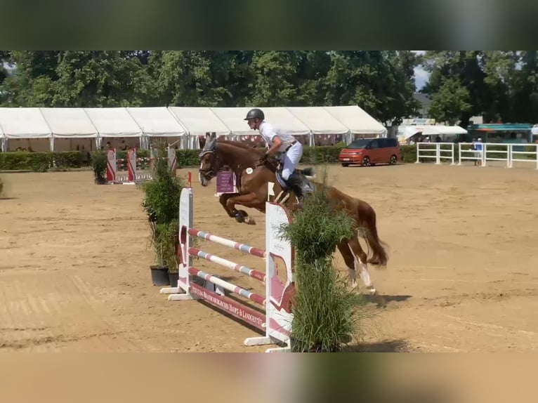 Mecklenburg Warmblood Gelding 5 years 16,1 hh Chestnut-Red in Gadow