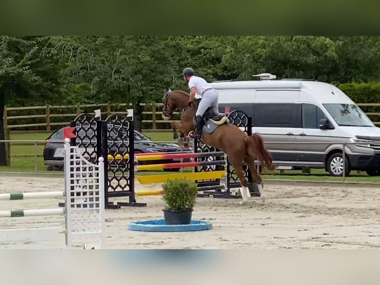 Mecklenburg Warmblood Gelding 5 years 16,1 hh Chestnut-Red in Gadow