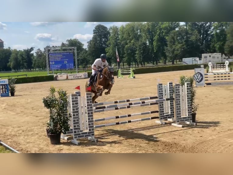 Mecklenburg Warmblood Gelding 5 years 16,1 hh Chestnut-Red in Gadow