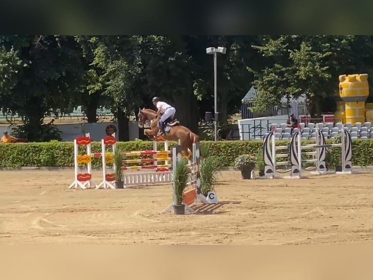 Mecklenburg Warmblood Gelding 5 years 16,1 hh Chestnut-Red in Gadow