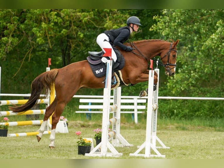 Mecklenburg Warmblood Gelding 5 years 16,1 hh Chestnut-Red in Kirch Rosin