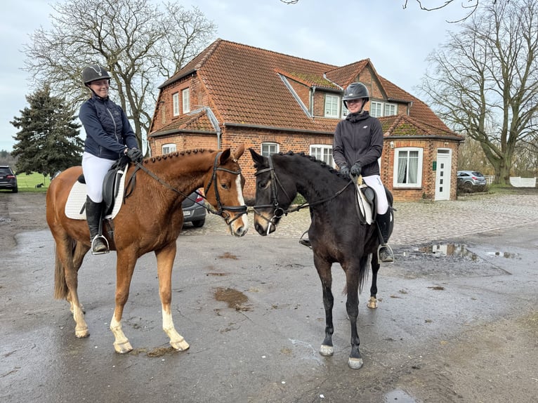 Mecklenburg Warmblood Gelding 5 years 16,2 hh Chestnut-Red in Ganschow