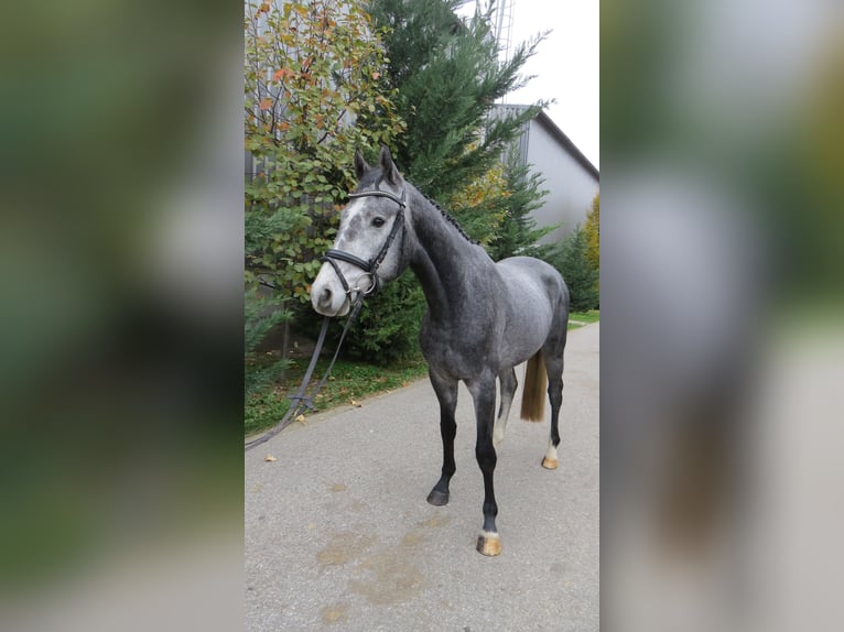 Mecklenburg Warmblood Gelding 5 years 16.2 hh Grey-Dapple in Münster